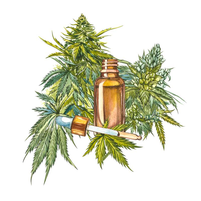 olio-canapa-cosmetici-Cannabis-sativa-seed-oil-hemp-glossario-cosmetici